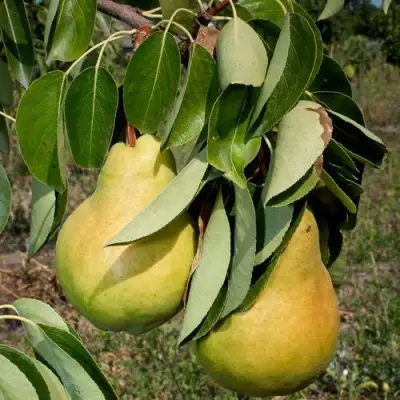 Груша ДЮШЕС ЛЕТНИЙ в Сморгони