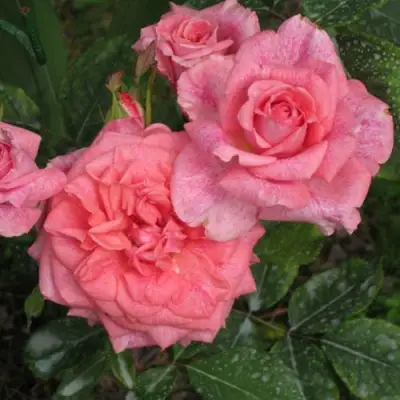 Роза ПЬЕР КАРДЕН чайно-гибридная в Сморгони