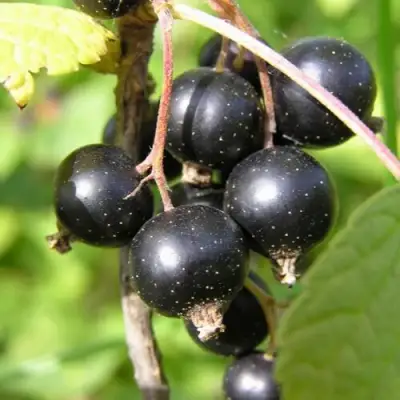 Смородина чёрная ПАМЯТЬ ВАВИЛОВА в Сморгони