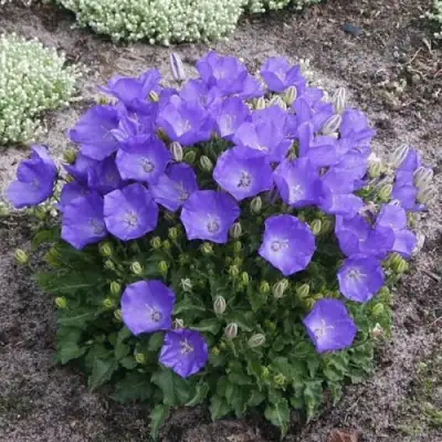 Колокольчик САНТА карпатский в Сморгони