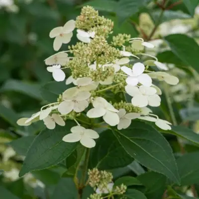 Гортензия ПРИМ ВАЙТ метельчатая в Сморгони