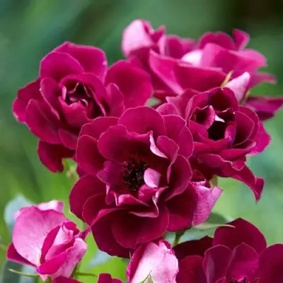 Роза БУРГУНДИ АЙС флорибунда в Сморгони