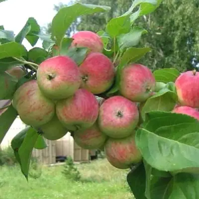 Яблоня ГРУШОВКА МОСКОВСКАЯ в Сморгони