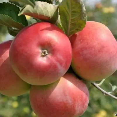 Яблоня ВЭМ-РОЗОВЫЙ в Сморгони
