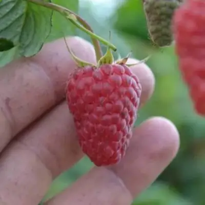 Малина КОРПИКО в Сморгони