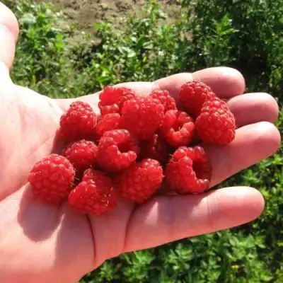 Малина БАЛЬЗАМ в Сморгони