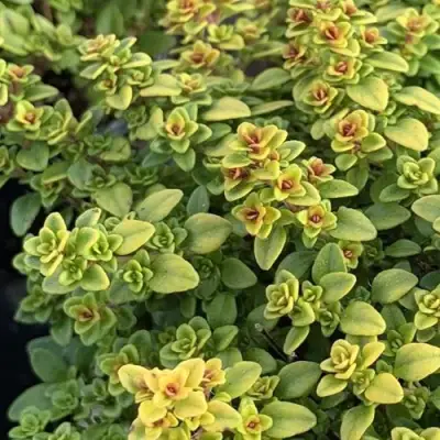 Тимьян АРЧЕРЗ ГОЛД в Сморгони