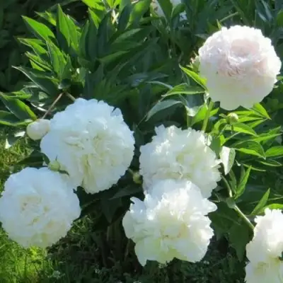 Пион МУН ОВЕР БАРРИНГТОН травянистый в Сморгони