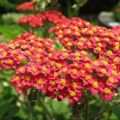 Тысячелистник ПАПРИКА обыкновенный в Сморгони