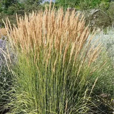 Вейник АВАЛАНШ остроцветковый в Сморгони