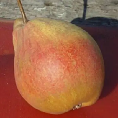 Груша ТАТЬЯНА в Сморгони