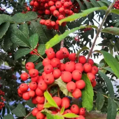 Рябина НЕВЕЖИНСКАЯ сладкоплодная в Сморгони