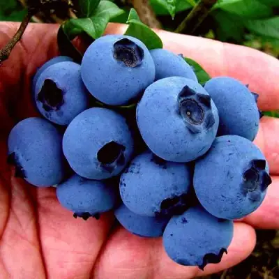 Голубика РЕКА в Сморгони