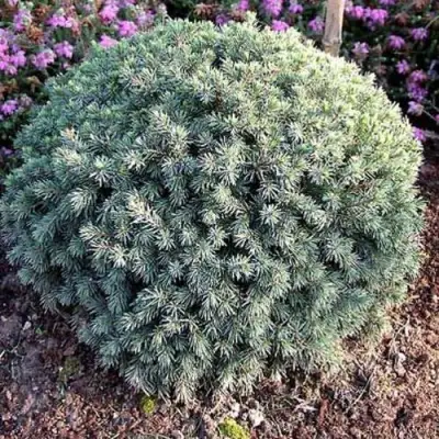 Ель ЭХИНИФОРМИС сизая в Сморгони