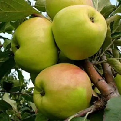 Яблоня БРАТ ЧУДНОГО стелющаяся в Сморгони