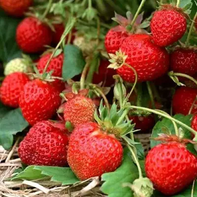 Клубника САН АНДРЕАС ремонтантная в Сморгони