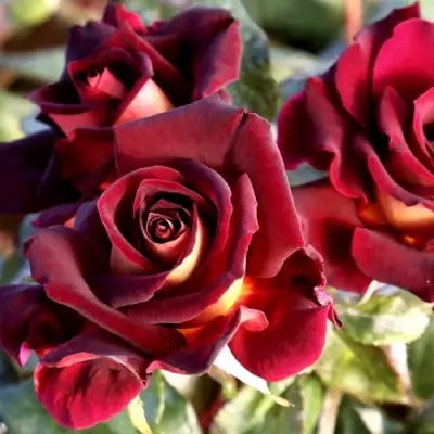 Роза ЭДДИ МИТЧЕЛЛ чайно-гибридная в Сморгони