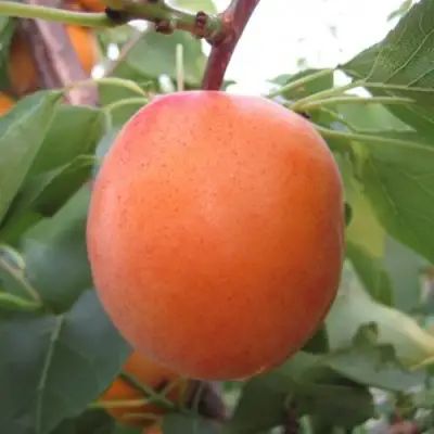 Абрикос ГОЛД РИЧ в Сморгони