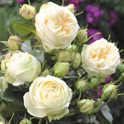 Роза ВЕНДИНГ ПИАНО чайно-гибридная в Сморгони