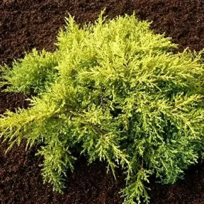 Можжевельник МОРДИГАН ГОЛД средний в Сморгони