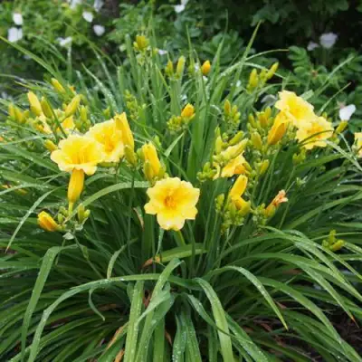 Лилейник СТЕЛЛА ДЕ ОРО гибридный в Сморгони