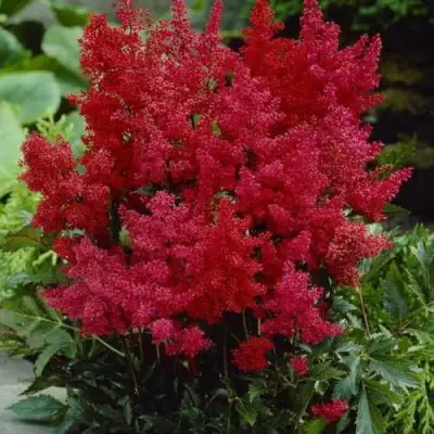 Астильба ГРАНАТ Арендса в Сморгони