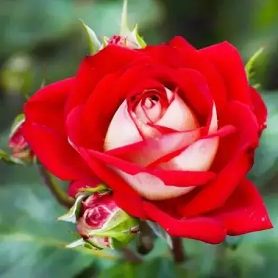 Роза АЛЬЯНС чайно-гибридная в Сморгони