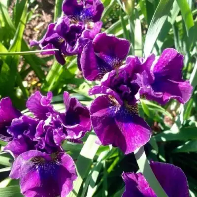 Ирис БАНДЛ ОВ ДЖОЙ сибирский в Сморгони
