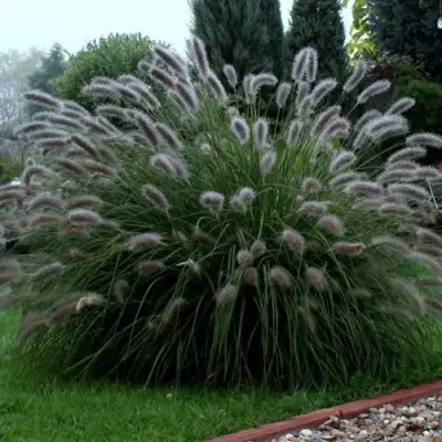 Пеннисетум ЛЕДИ Ю в Сморгони