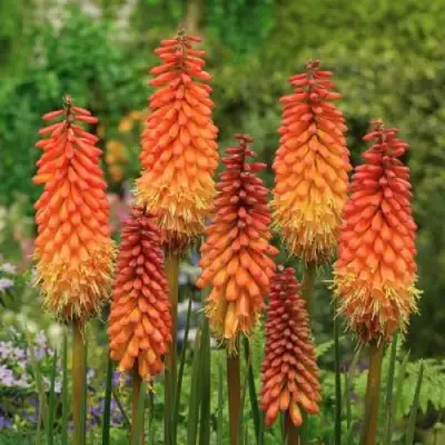 Книфофия АЛЬКАЗАР гибридная в Сморгони