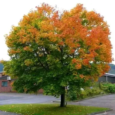 Клен остролистный в Сморгони