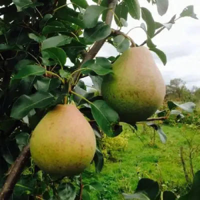 Груша ЛИРА в Сморгони