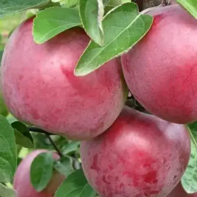 Яблоня АЛЕСЯ в Сморгони