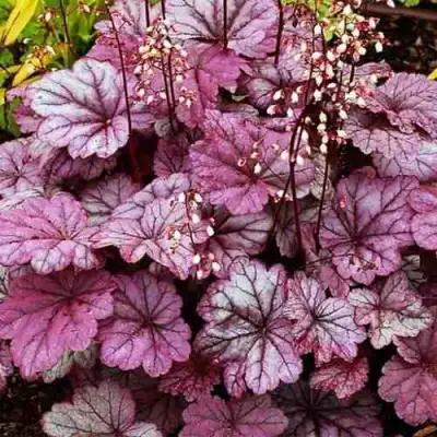 Гейхера ШУГА ФРОСТИНГ в Сморгони