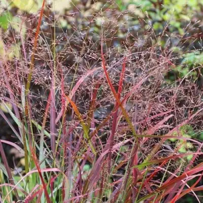 Просо РЕБРАУН прутьевидное в Сморгони