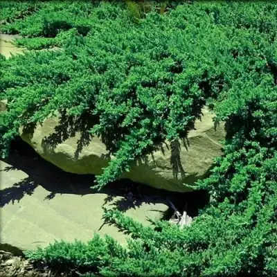 Можжевельник НАНА лежачий в Сморгони