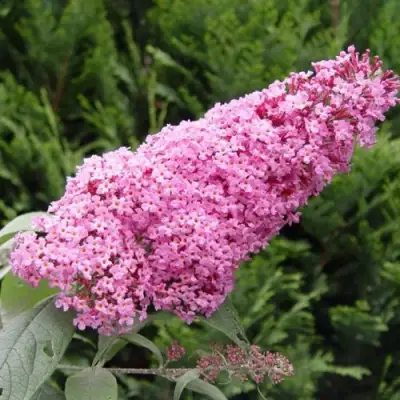 Буддлея давида ПИНК ДЕЛАЙТ в Сморгони