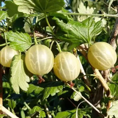 Крыжовник БЕЛОРУCСКИЙ САХАРНЫЙ 2 в Сморгони