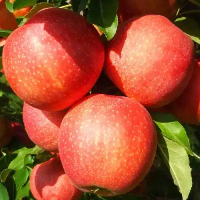 Яблоня ГАЛА ШНИГА в Сморгони