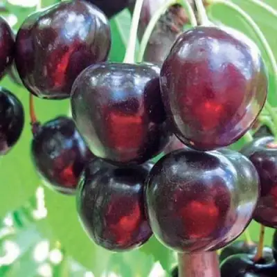 Черешня ЛЮБИМИЦА АСТАХОВА в Сморгони