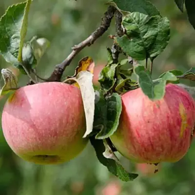 Яблоня МЕЛБА в Сморгони