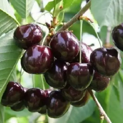 Черешня ЛЕНИНГРАДСКАЯ ЧЁРНАЯ в Сморгони