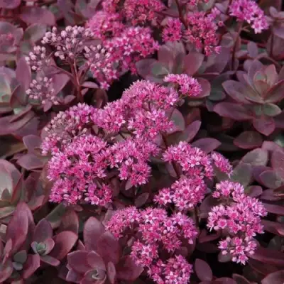 Очиток (седум) САНСПАРКЛЕР ФАЙЕРКРЕКЕР в Сморгони