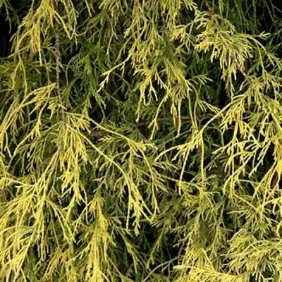 Кипарисовик ФИЛИФЕРА АУРЕА горохоплодный в Сморгони