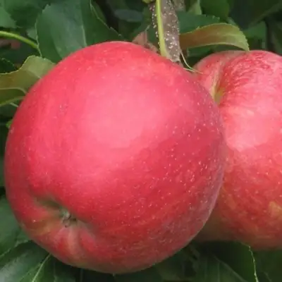 Яблоня РУБИН в Сморгони