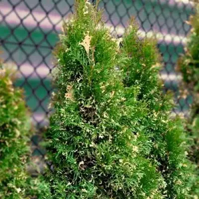 Туя СМАРАГД ВАРИЕГАТА западная в Сморгони