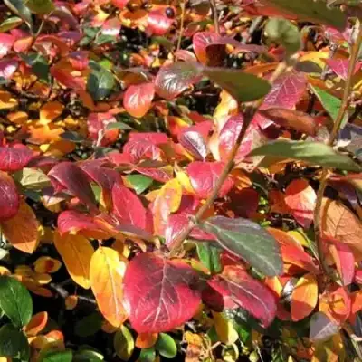 Кизильник блестящий в Сморгони