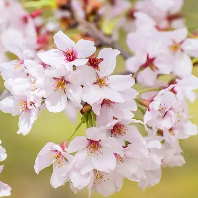 Сакура КОЙО НО МАЙ в Сморгони