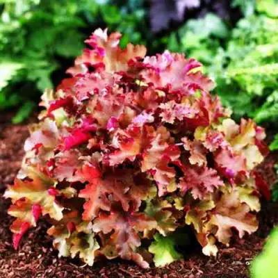 Гейхера МАРМЕЛАД в Сморгони