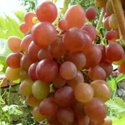 Виноград БЛЕСТЯЩИЙ в Сморгони